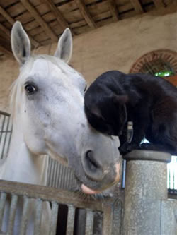 Elevage de Rainans  - câlin entre un chat et un cheval